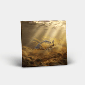 Ceramic Tile Printed with Common Carp Design
